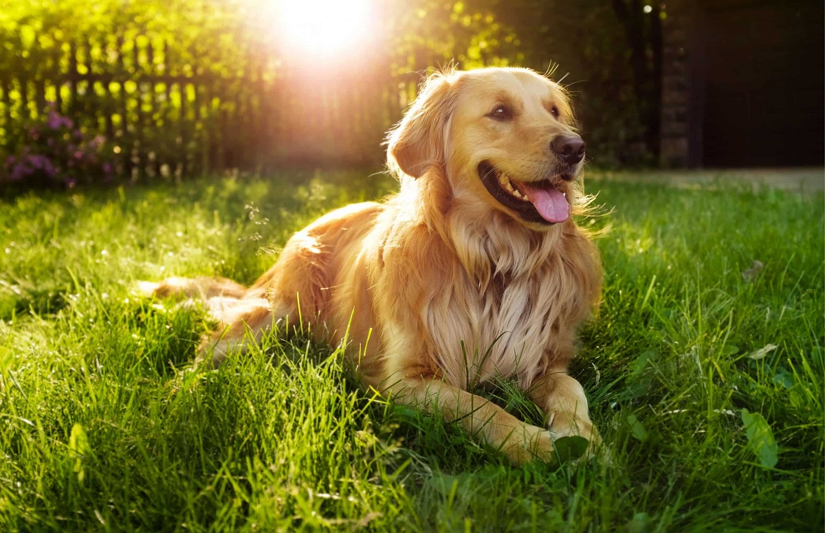 ۱۰ بهترین نژاد سگ برای افراد مبتدی و بدون تجربه