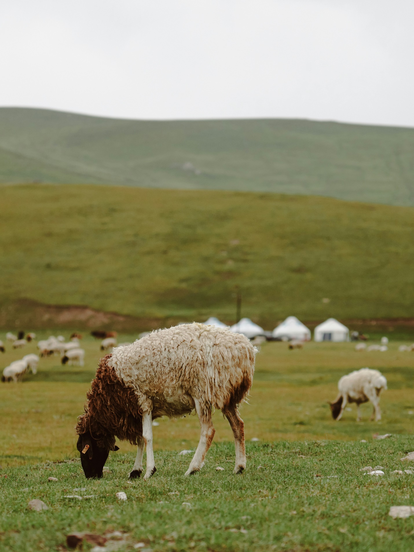 گوسفند کردی