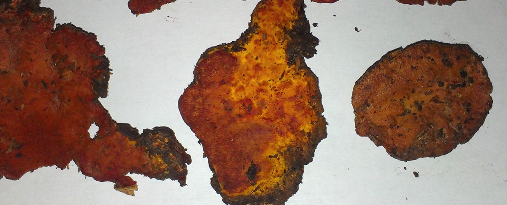 تاریخچه سنتی و چالشهای مدرن: از طب بومی تا آزمایشگاه پیشرفته